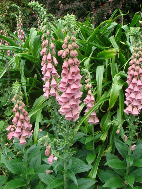 Digitalis x mertonensis